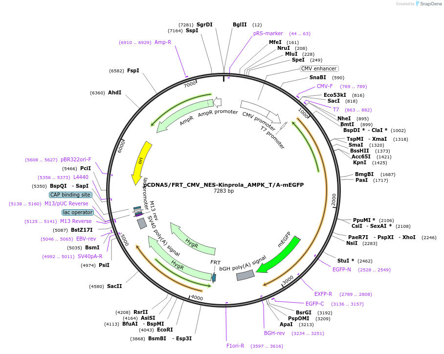 233362-plasmid-map-sequence-id-466630