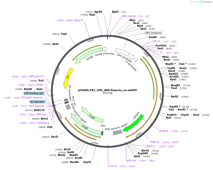 233355-plasmid-map-sequence-id-466631