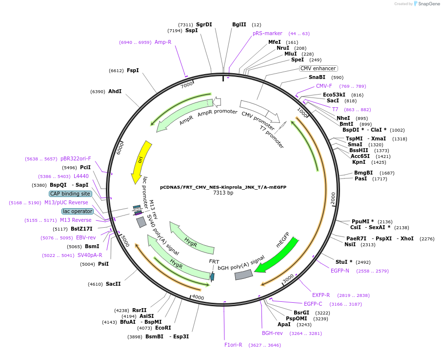 233360-plasmid-map-sequence-id-466635