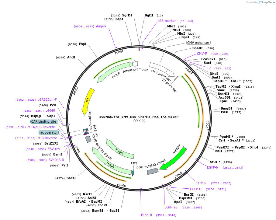233354-plasmid-map-sequence-id-466640