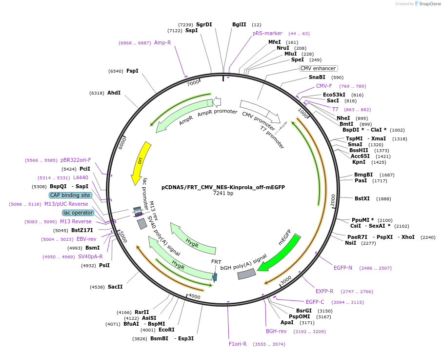 233356-plasmid-map-sequence-id-466642