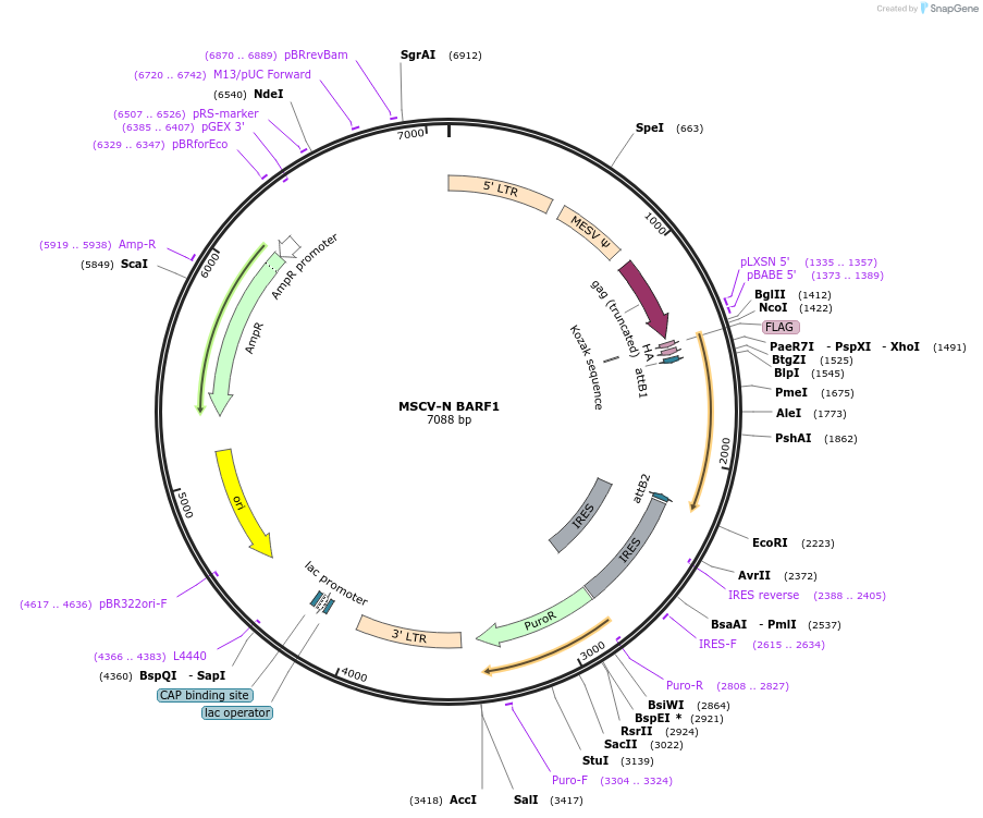 37922-plasmid-map-sequence-id-466643
