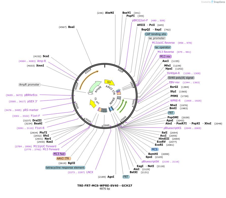 230828-plasmid-map-sequence-id-466645