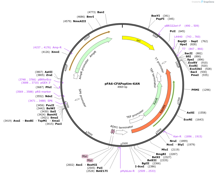 221128-plasmid-map-sequence-id-466681