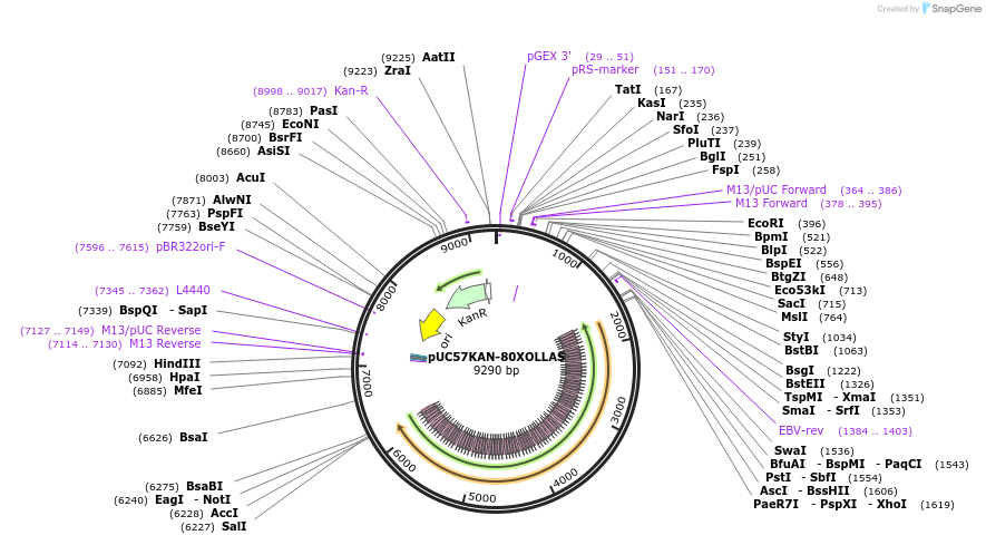 233127-plasmid-map-sequence-id-466703