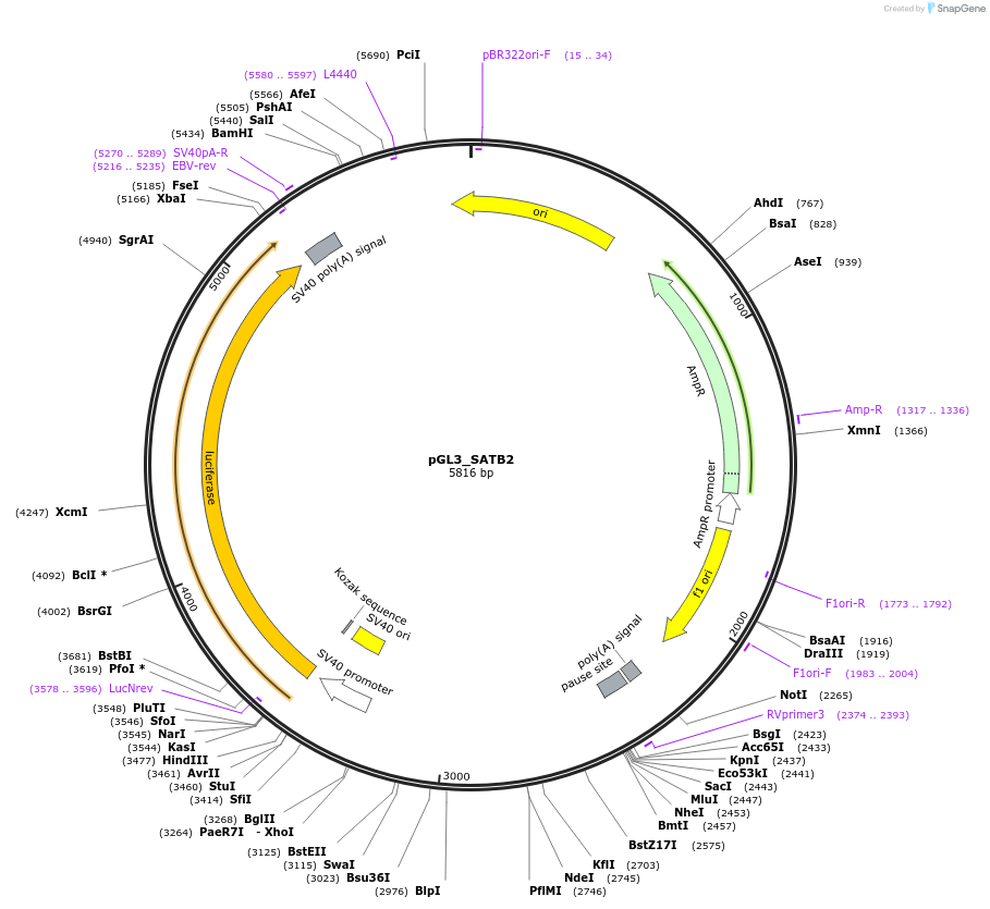 232361-plasmid-map-sequence-id-466704