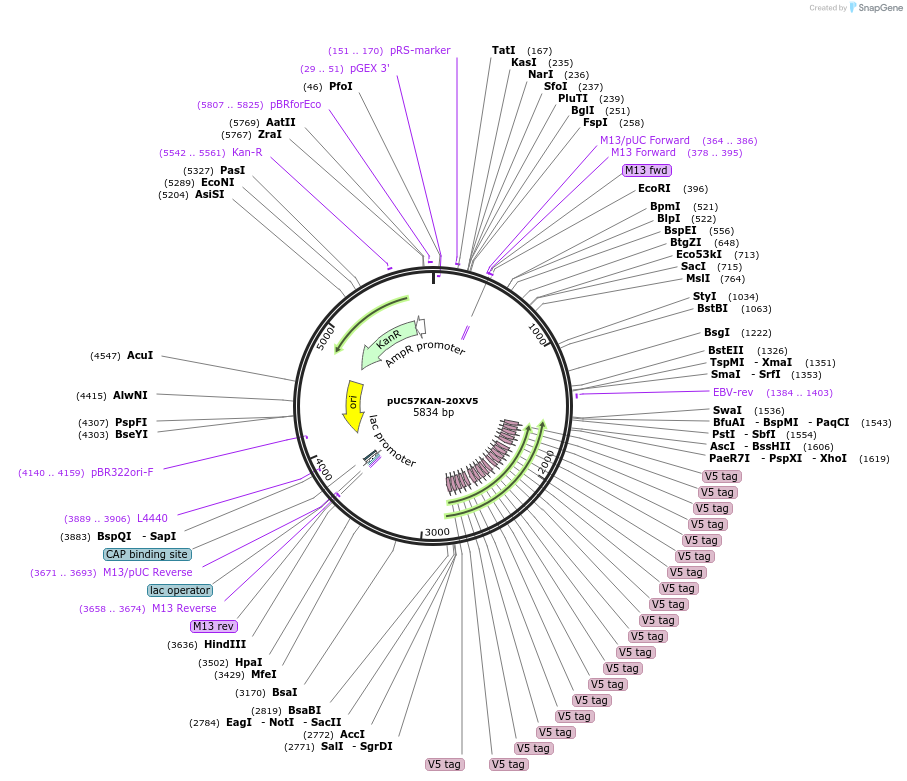 233117-plasmid-map-sequence-id-466710