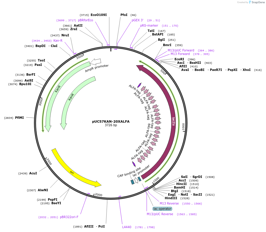 233112-plasmid-map-sequence-id-466717