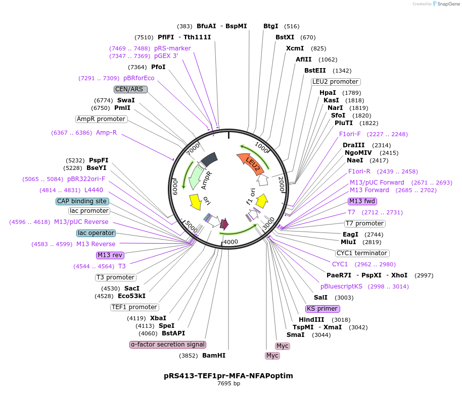 221095-plasmid-map-sequence-id-466718