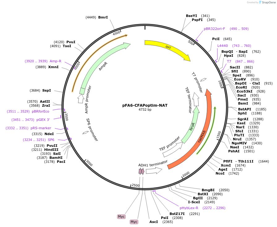 221129-plasmid-map-sequence-id-466721