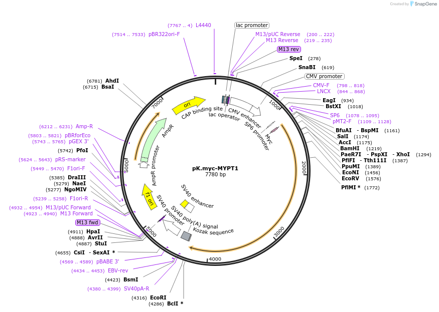 24101-plasmid-map-sequence-id-466730