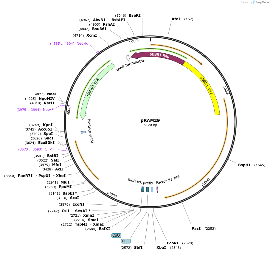 234315-plasmid-map-sequence-id-466745