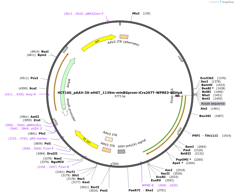 233559-plasmid-map-sequence-id-466752