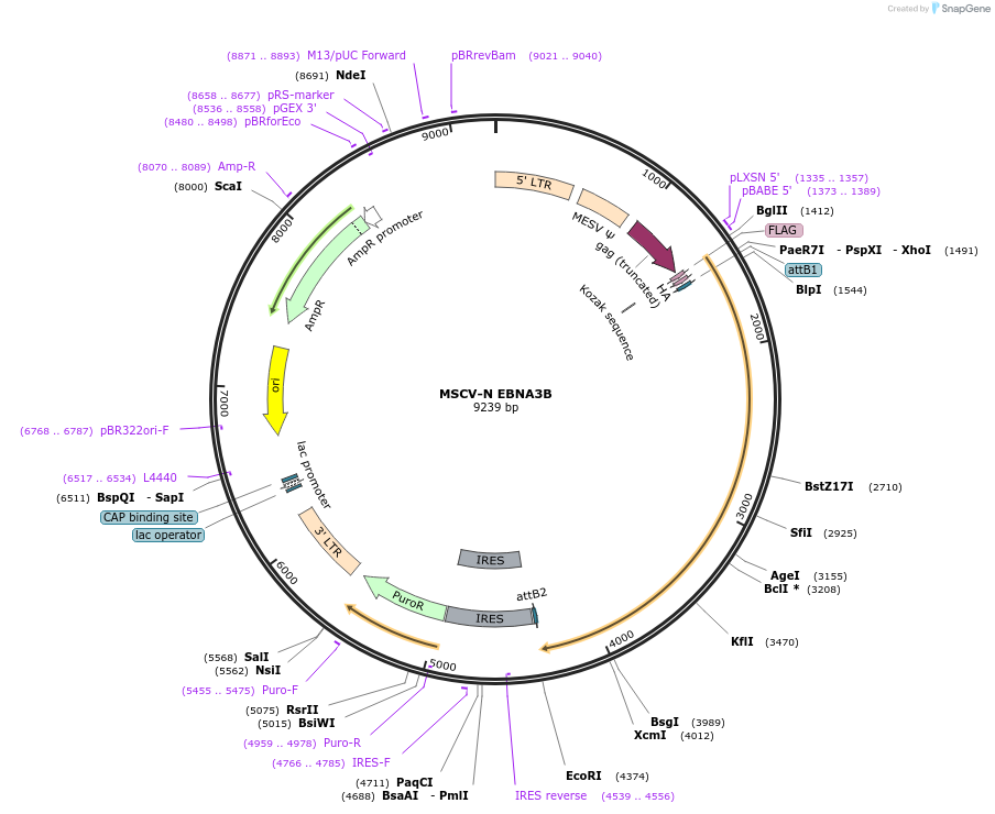 37957-plasmid-map-sequence-id-466753