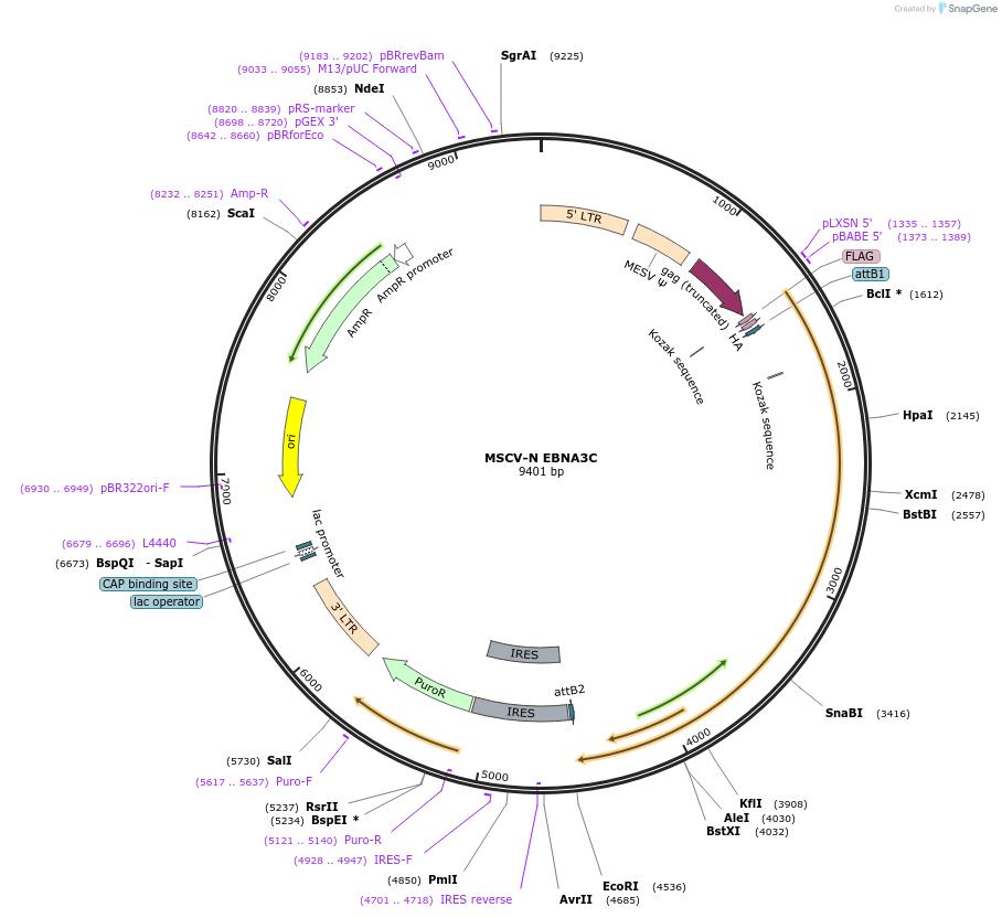 37958-plasmid-map-sequence-id-466755