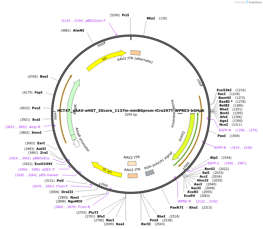233564-plasmid-map-sequence-id-466770