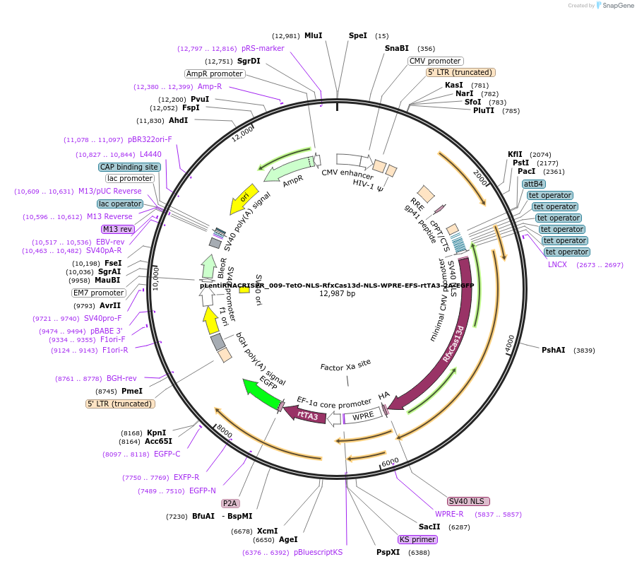 223174-plasmid-map-sequence-id-466772