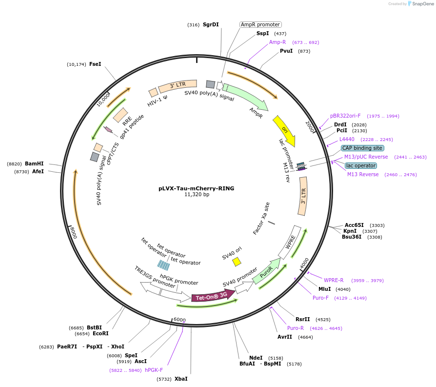 233689-plasmid-map-sequence-id-466775