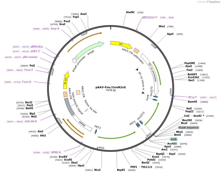 234709-plasmid-map-sequence-id-466780