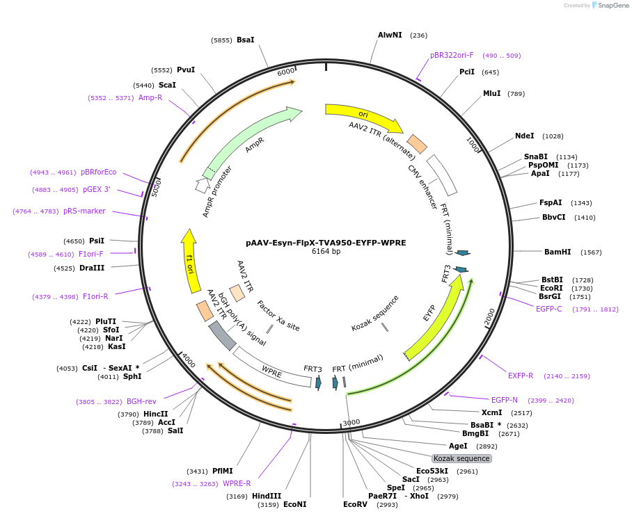 234710-plasmid-map-sequence-id-466781