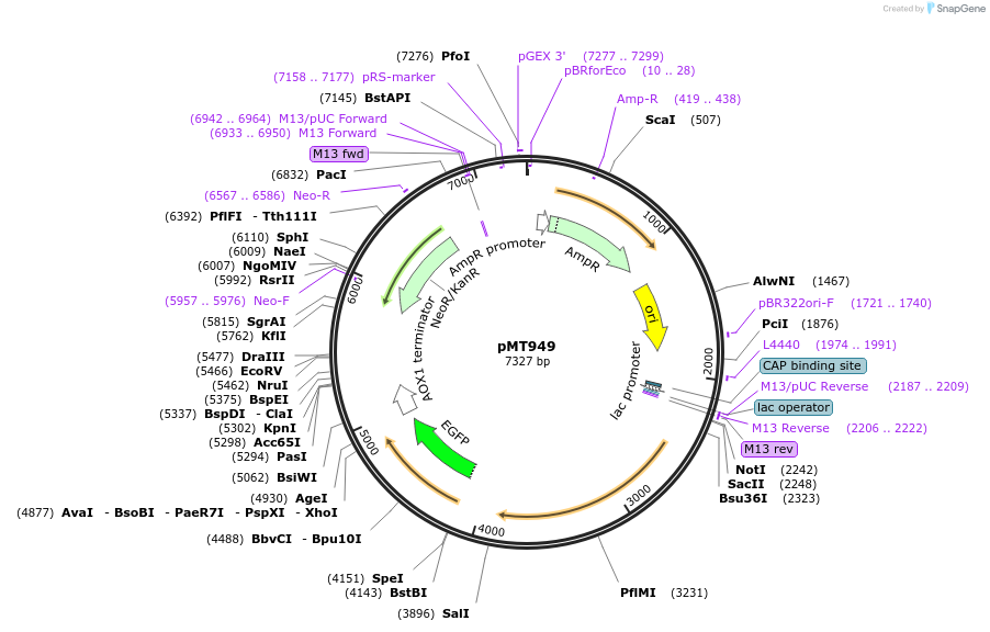 228289-plasmid-map-sequence-id-466788