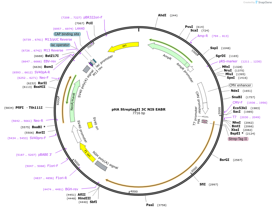 234988-plasmid-map-sequence-id-466789