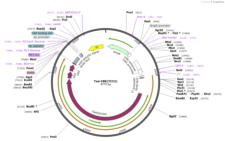466795_map
