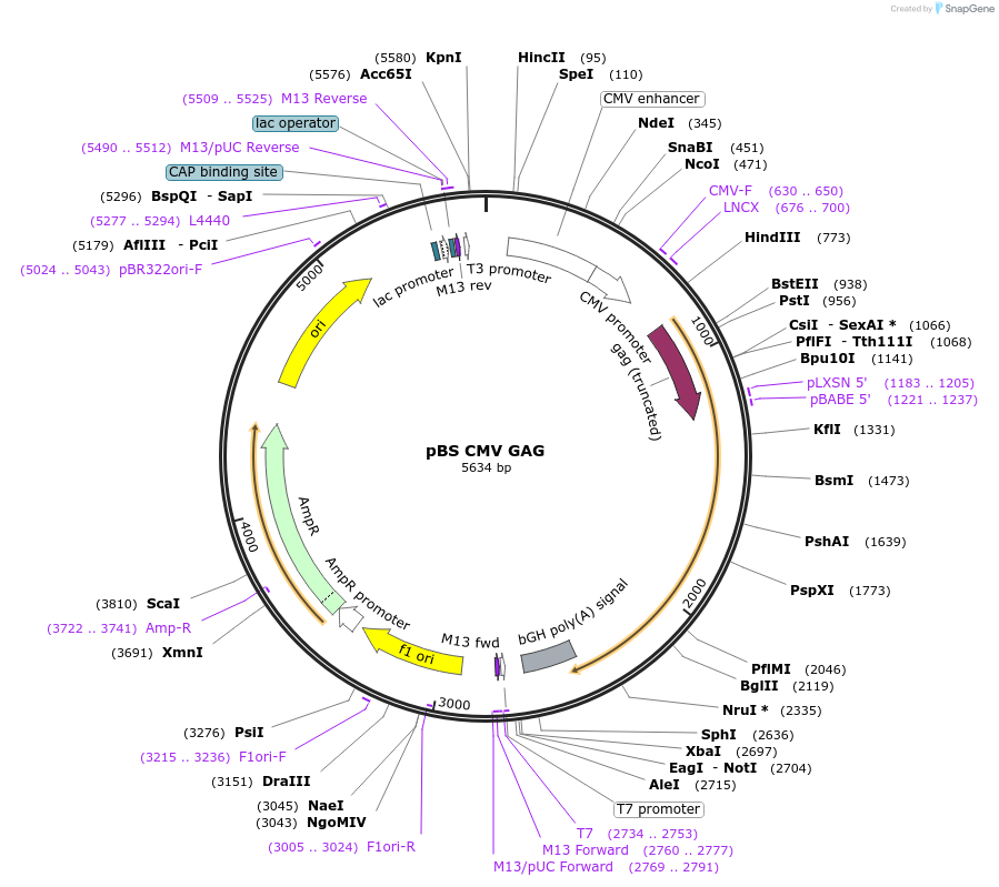 234992-plasmid-map-sequence-id-466801