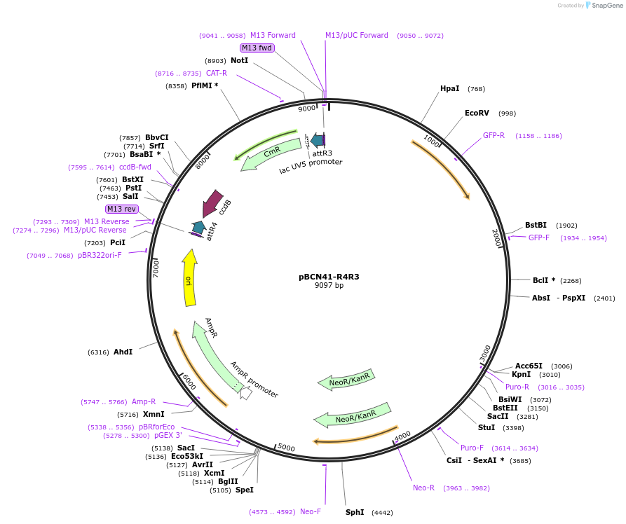 34916-plasmid-map-sequence-id-46681