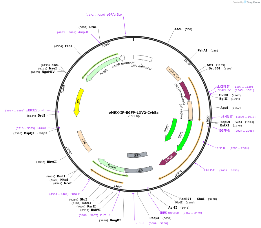 233348-plasmid-map-sequence-id-466824