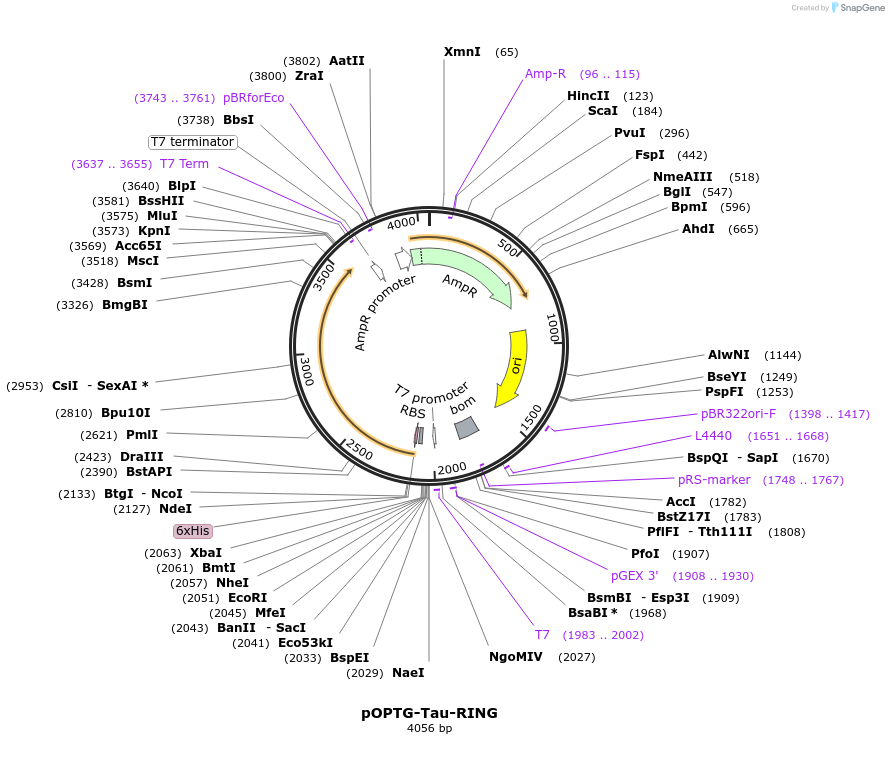 233691-plasmid-map-sequence-id-466825
