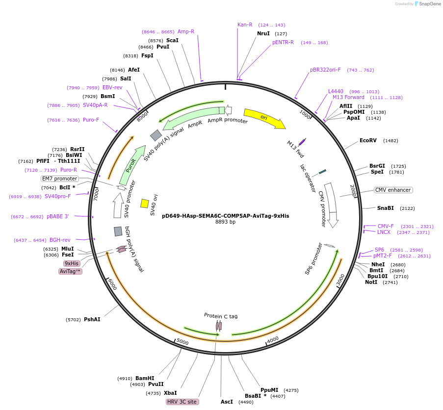 157483-plasmid-map-sequence-id-466829