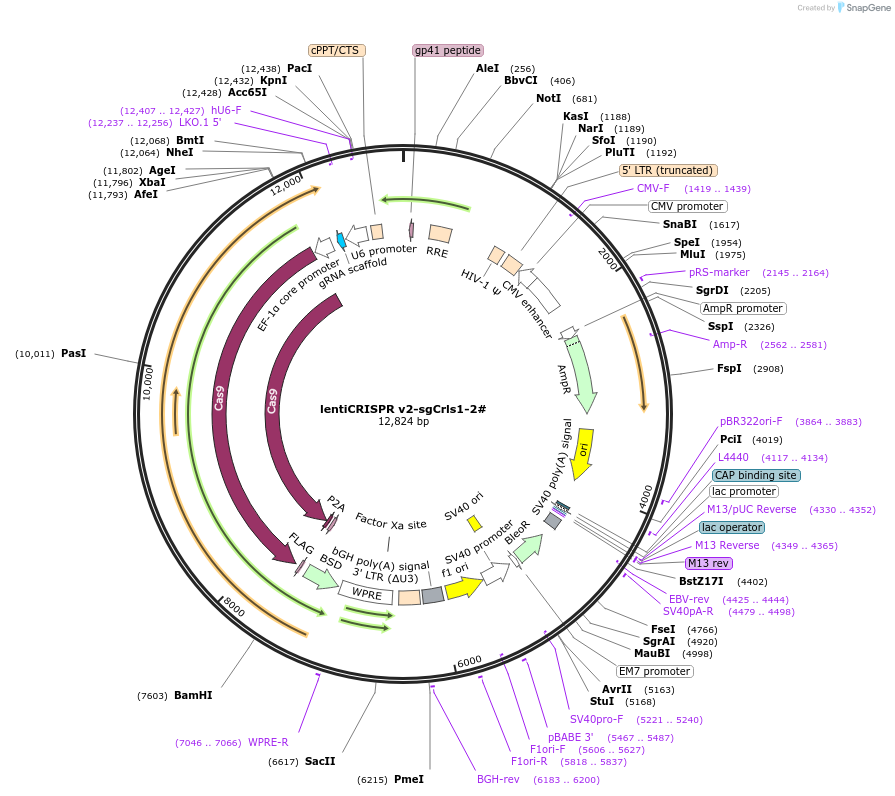 234766-plasmid-map-sequence-id-466836