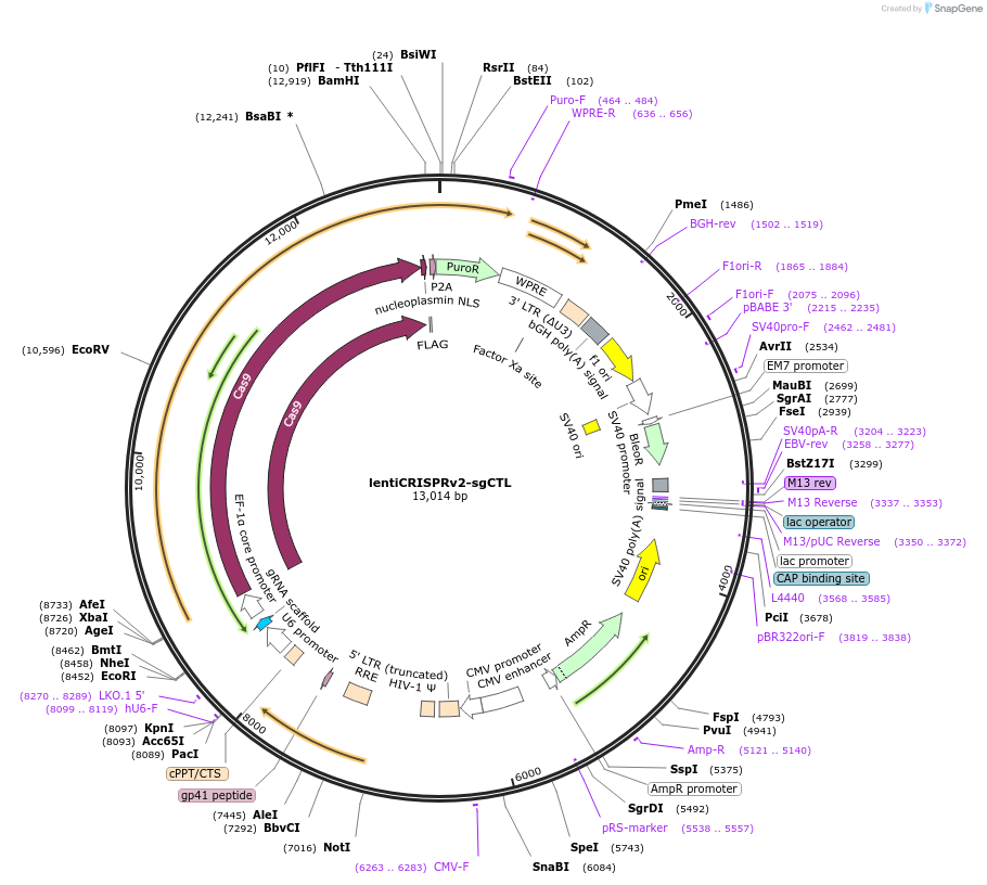 234771-plasmid-map-sequence-id-466837