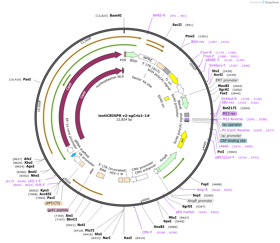 234765-plasmid-map-sequence-id-466840