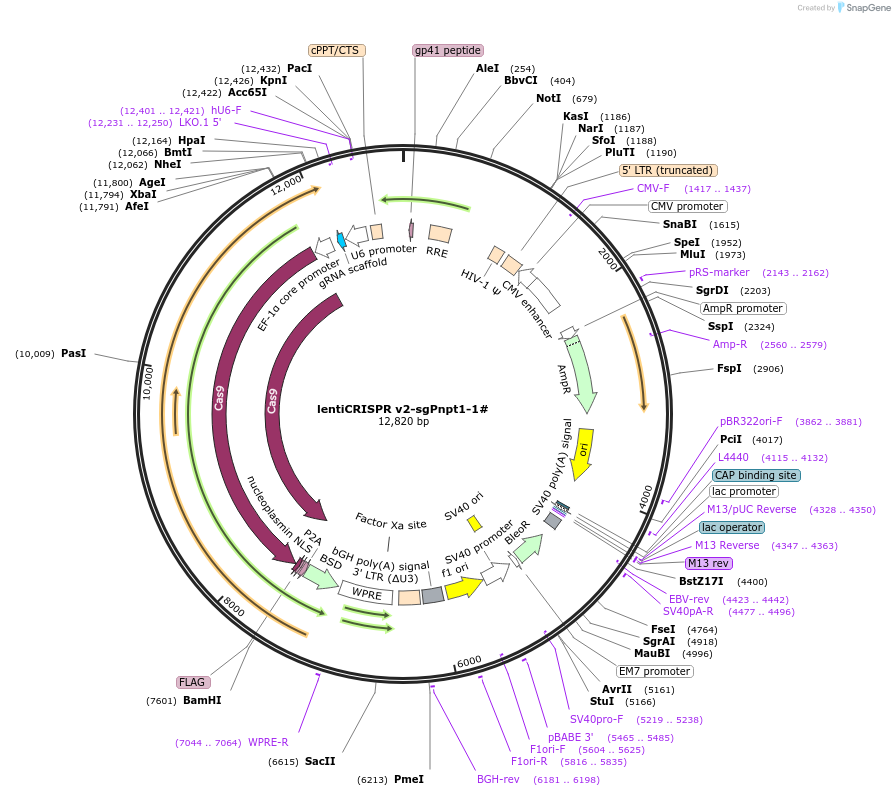 234769-plasmid-map-sequence-id-466841