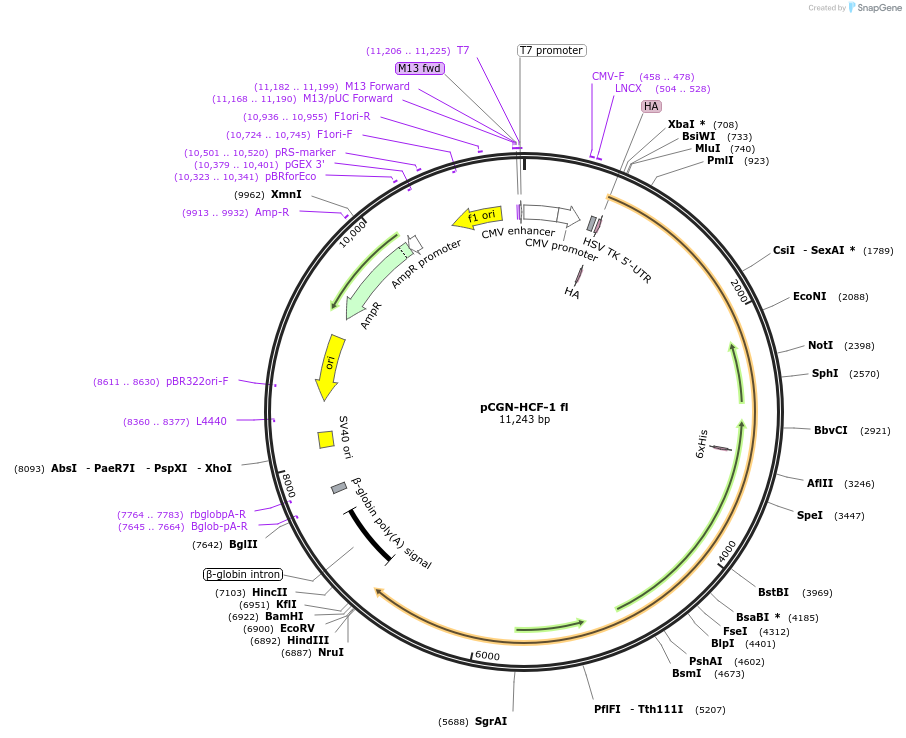 53309-plasmid-map-sequence-id-466891