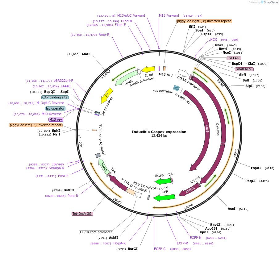 97421-plasmid-map-sequence-id-466895