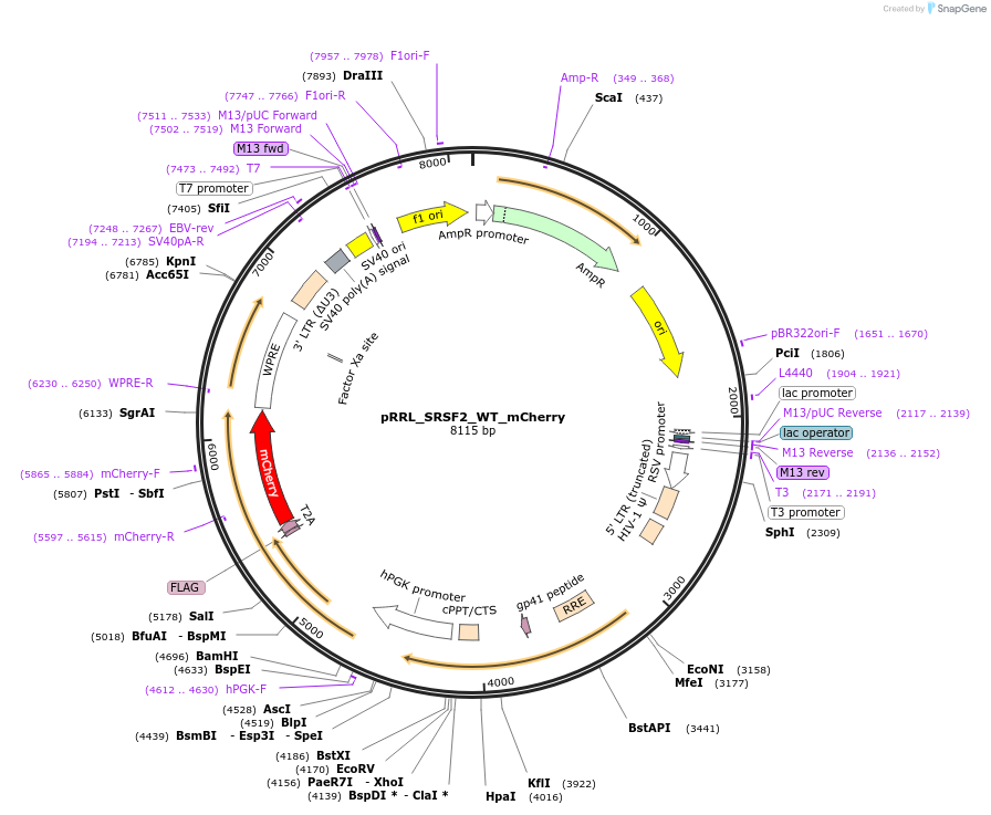 84020-plasmid-map-sequence-id-466911