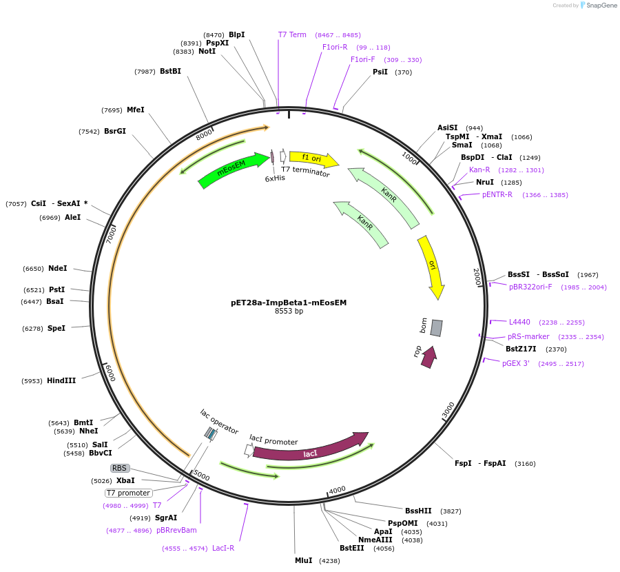 218933-plasmid-map-sequence-id-466940