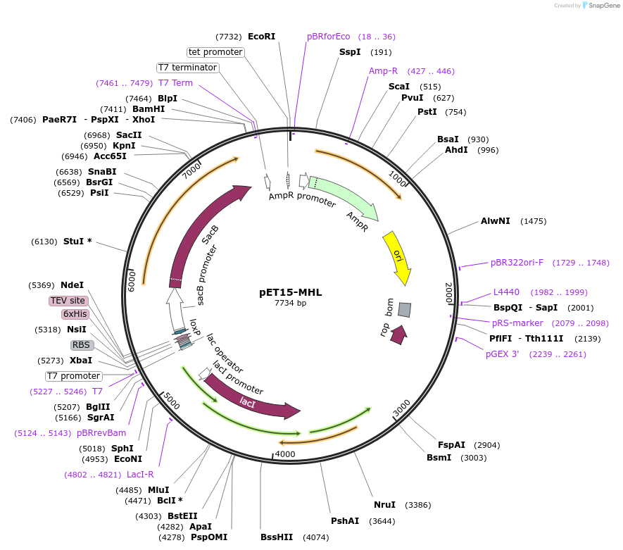 26092-plasmid-map-sequence-id-466943