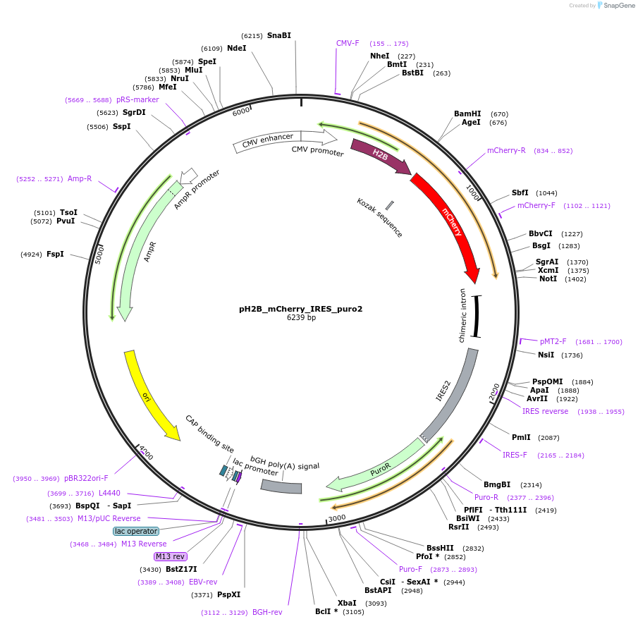21045-plasmid-map-sequence-id-466944