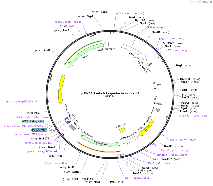 46678-plasmid-map-sequence-id-466945