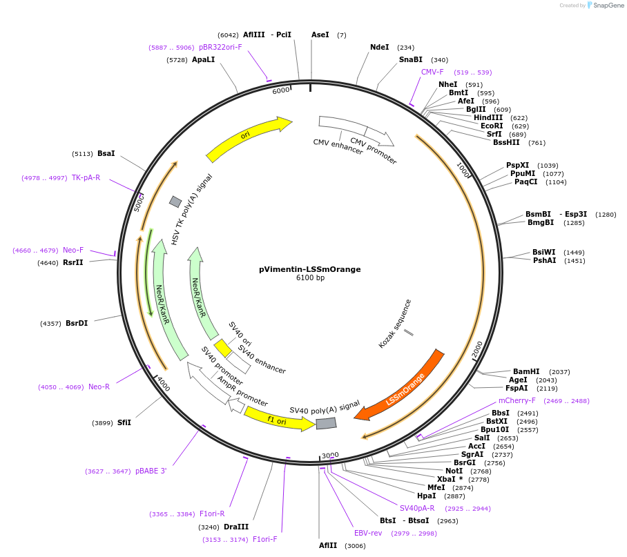 37134-plasmid-map-sequence-id-46712