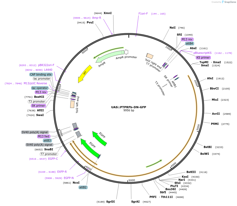 37111-plasmid-map-sequence-id-46713