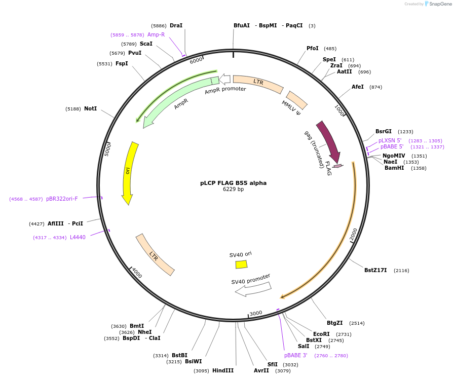 13804-plasmid-map-sequence-id-467133