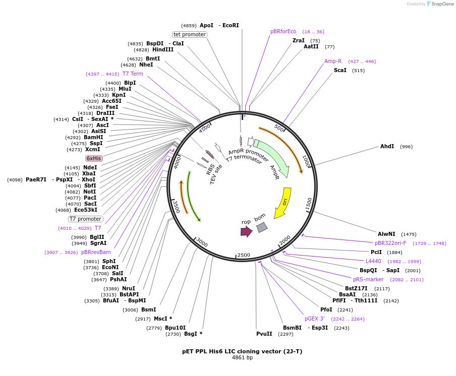 37182-plasmid-map-sequence-id-46714