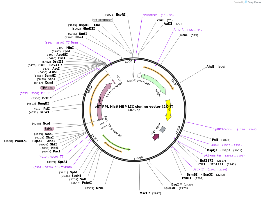 37183-plasmid-map-sequence-id-46715