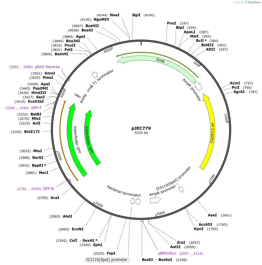 234348-plasmid-map-sequence-id-467174