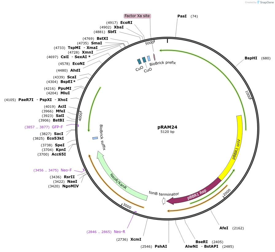 234313-plasmid-map-sequence-id-467175